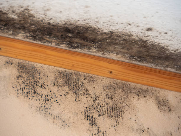 Best Post-Remediation Verification Testing  in Kamas, UT