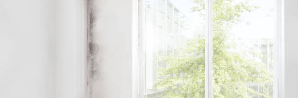 Best Environmental Consulting for Mold Prevention  in Kamas, UT