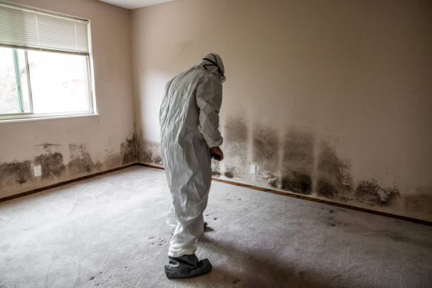 Best Water Damage & Mold Remediation  in Kamas, UT